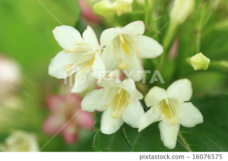 Natural plants Hakonnettsugi and Hakone are named but it is said that there are not many in Hakone with many trees on the coastline 16076575