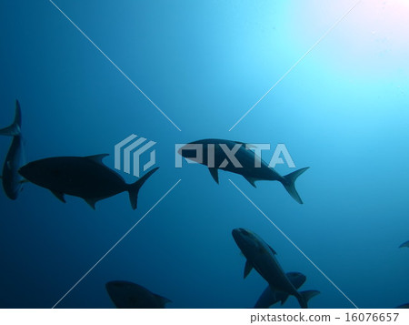 greater amberjack 16076657