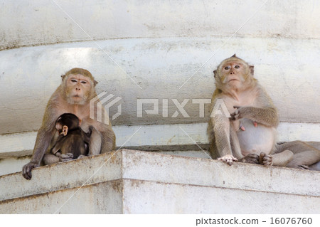 monkey family monkey family 16076760