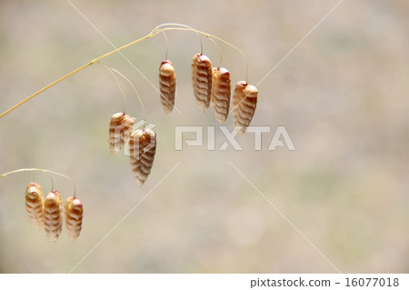 Madder beetle 16077018