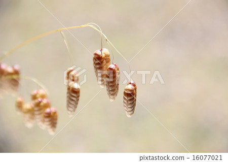 Madder beetle 16077021
