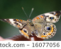 Common Buckeye Junonia Coenia 16077056