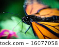 Monarch Danaus Plexippus 16077058