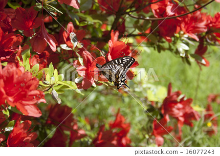 Swallowtail蝴蝶和杜鵑花 16077243