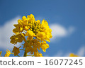 強姦開花 16077245