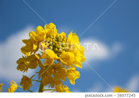 強姦開花 16077245