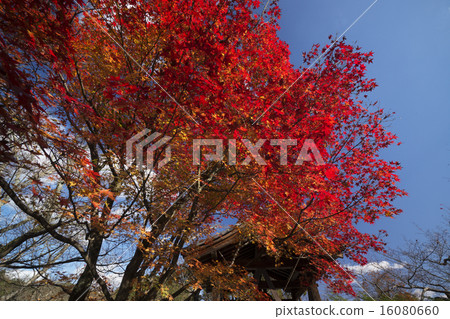 Kyoto Nozomino Buddha Temple Fall 16080660