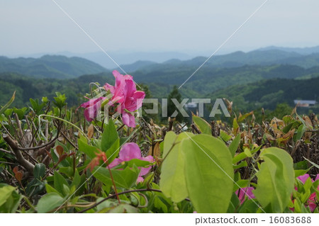 2015 Spring Shinko Highland 25 16083688