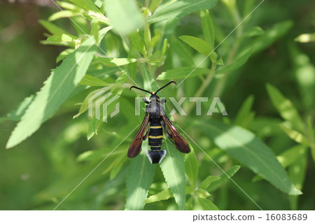 Moth which mimics a bee Male attraction skusiva male 01 16083689