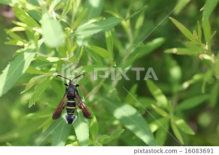 模仿蜜蜂的蛾先生鯊魚先生的男性03 模仿蜜蜂的蛾先生鯊魚先生的男性03 16083691