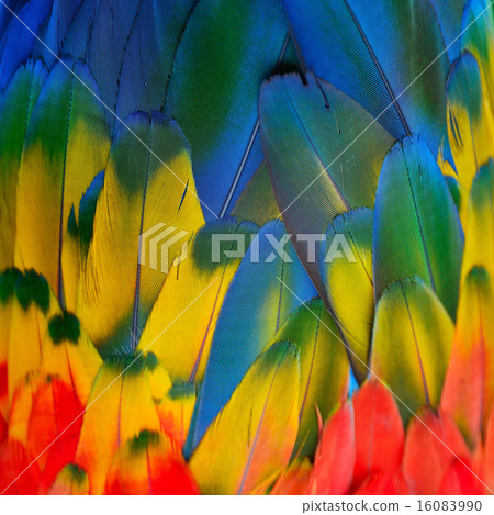 Scarlet Macaw feathers Scarlet Macaw feathers 16083990