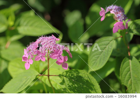 Ezo hydrangeas flower 16083994