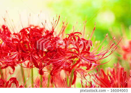 Close-up of cluster amaryllis Close-up of cluster amaryllis 16084003