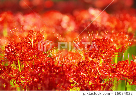 Cluster amaryllis Cluster amaryllis 16084022
