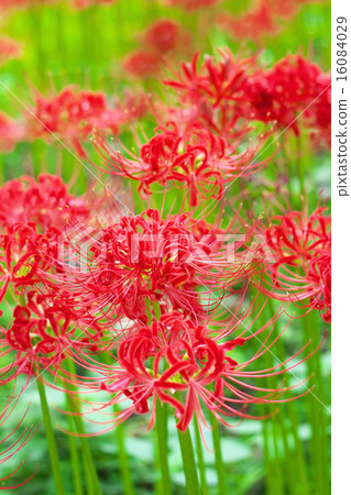 Cluster amaryllis Cluster amaryllis 16084029