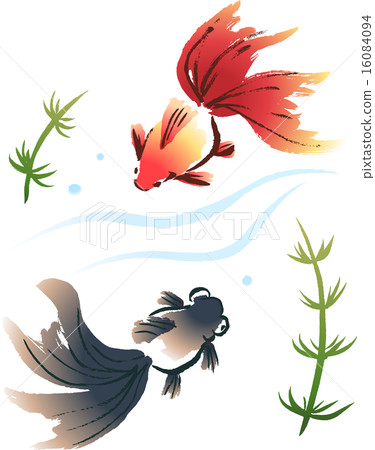 Two swimming goldfish (Red Ryugoku and Black donation) 16084094