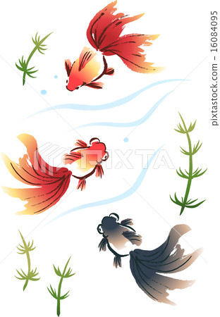 Three goldfishes to swim (Red Ryukyu, Red Debt and Black Donation) 16084095