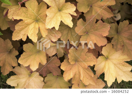 Hucula Midastatch 16084252