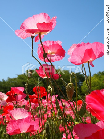 Michinoku Dream's lake side park poppy festival 16084314