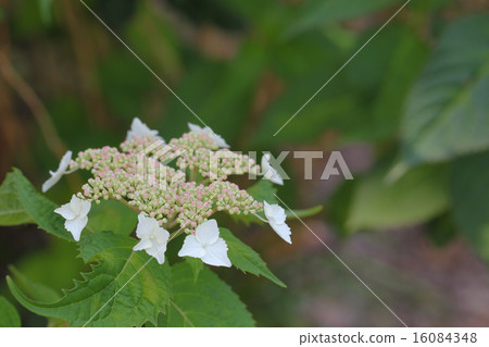 Benigaku flowers 16084348