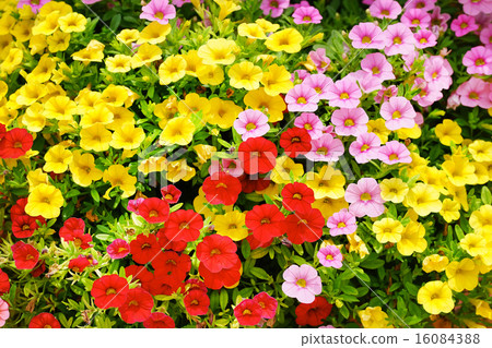 Calibrachoa 16084388