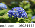 Light blue hydrangea 16084432