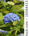 Light blue hydrangea 16084433