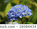 Light blue hydrangea 16084434