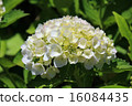 White hydrangea 16084435