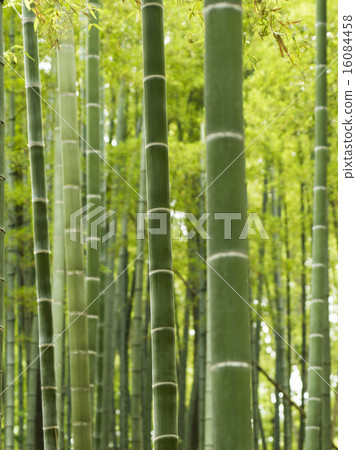  Bamboo grove 16084458