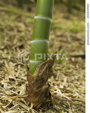  Bamboo grove 16084460