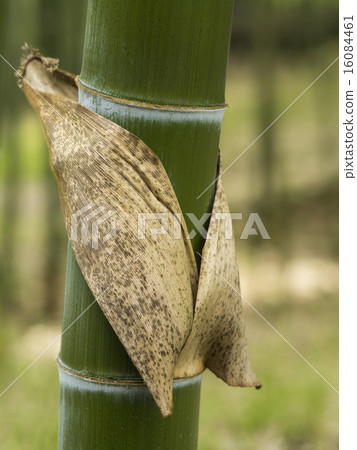  Bamboo grove 16084461