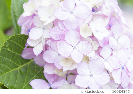 hydrangea hydrangea 16084545