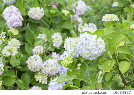  hydrangea 16084557