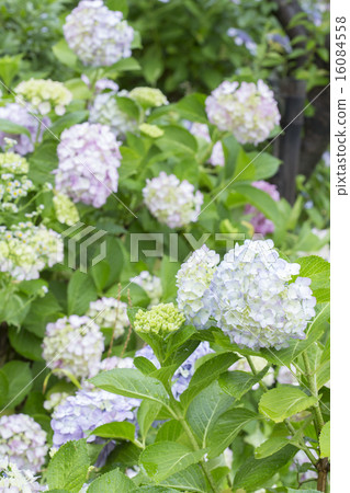  hydrangea 16084558
