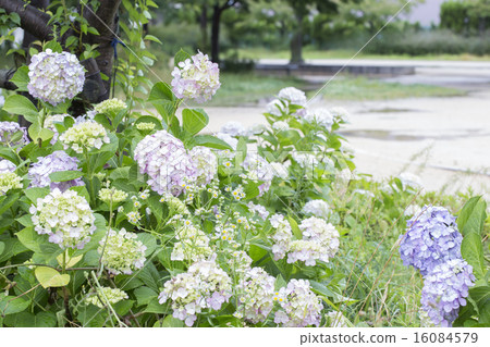  hydrangea 16084579