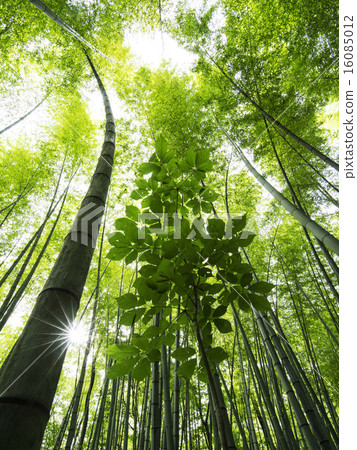  Bamboo grove 16085012