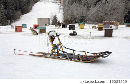 Sled dog team1 16085229