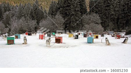 Sled dog team2 16085230