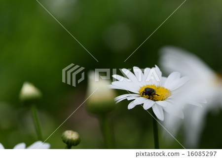 Hanam溝壑和白色的花朵留在上層空間 16085297