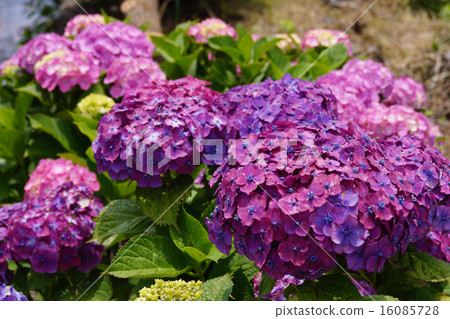 Hydrangea 16085728