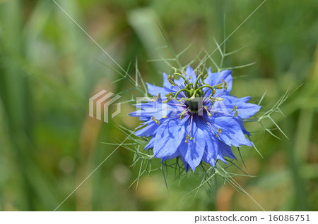 Black clover (black seed grass) 16086751