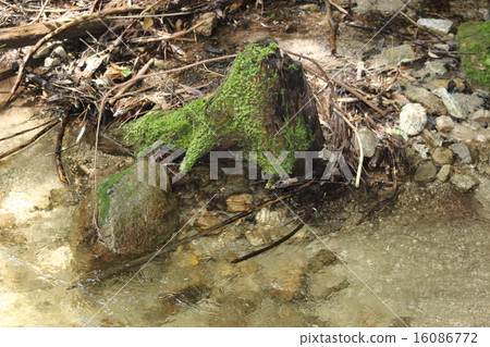 Root of waterside moss leaves Root of waterside moss leaves 16086772
