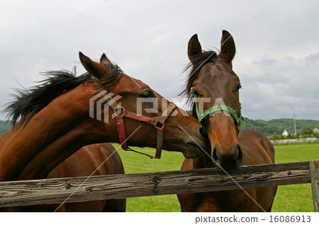 A scene of Thoroughbred Ginza 16086913