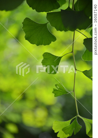 Green ginkgo leaf permingM material 16087140