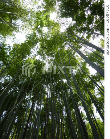 Bamboo chopsticks Bamboo chopsticks 16087510