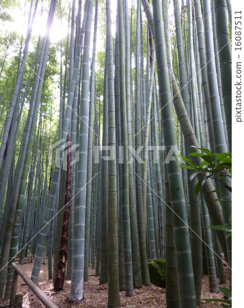 Bamboo chopsticks Bamboo chopsticks 16087511
