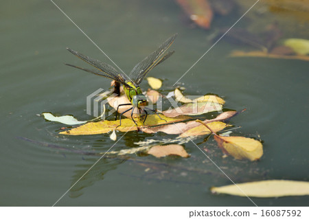 產卵的蜻蜓 16087592