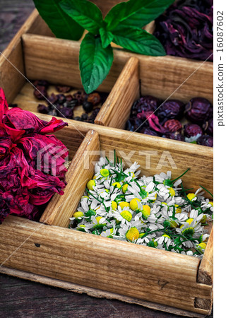 medicinal herbs 16087602