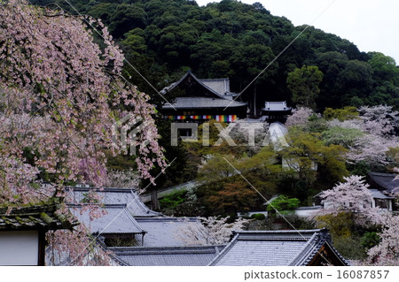 Cherry Blossoms Cherry Blossoms 16087857